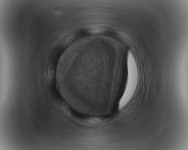 X0000083580227200703091705