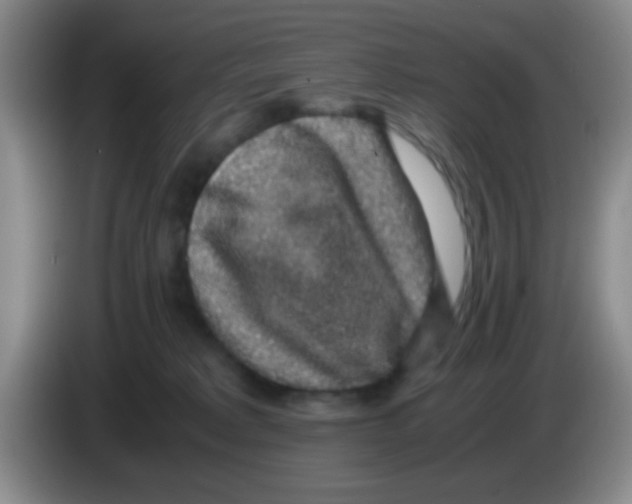 X0000083580229200703091705