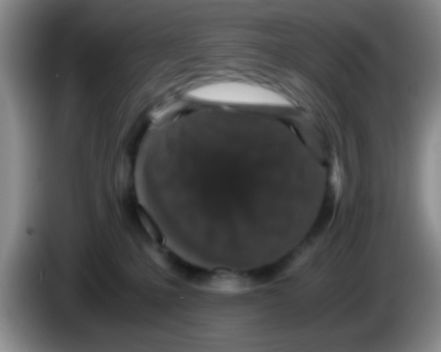 X0000083580231200703091705