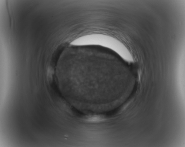 X0000083580235200703091705
