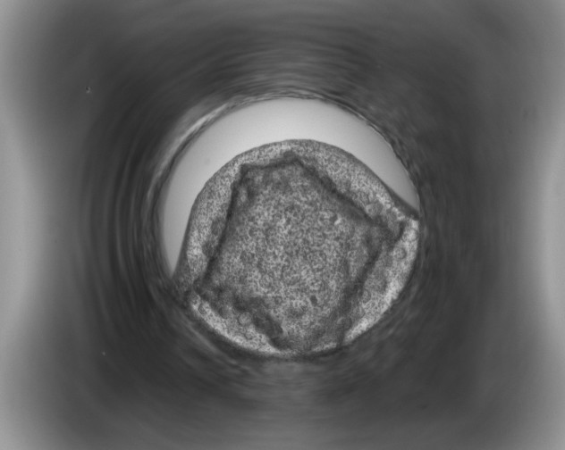 X0000083580242200703091704