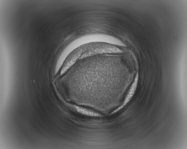 X0000083580260200703091704