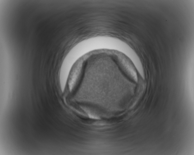 X0000083580280200703091705