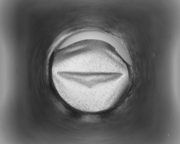 X0000083580296200703091704