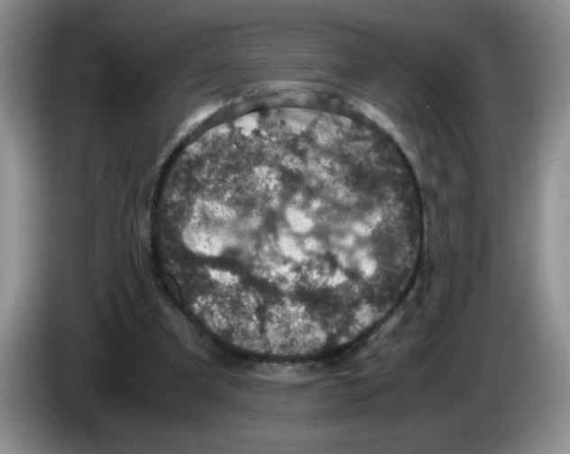 X0000083580297200703091704