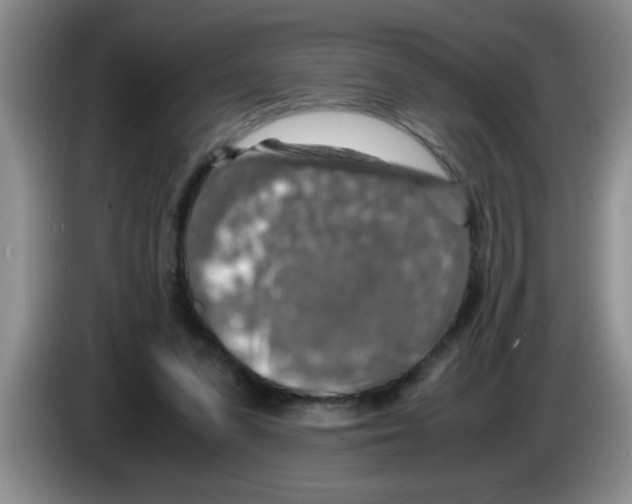 X0000083580303200703091704
