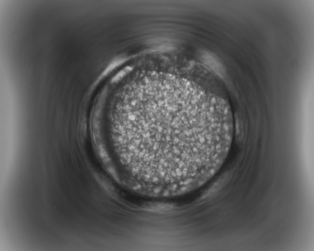 X0000083580348200703091703