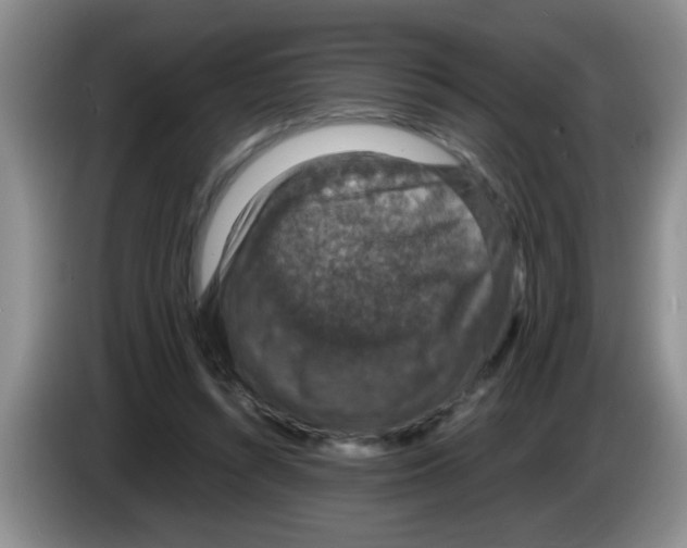X0000083580352200703091703