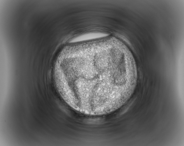 X0000083580357200703091703