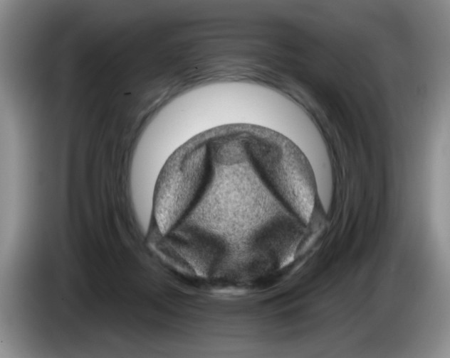 X0000083580362200703091703