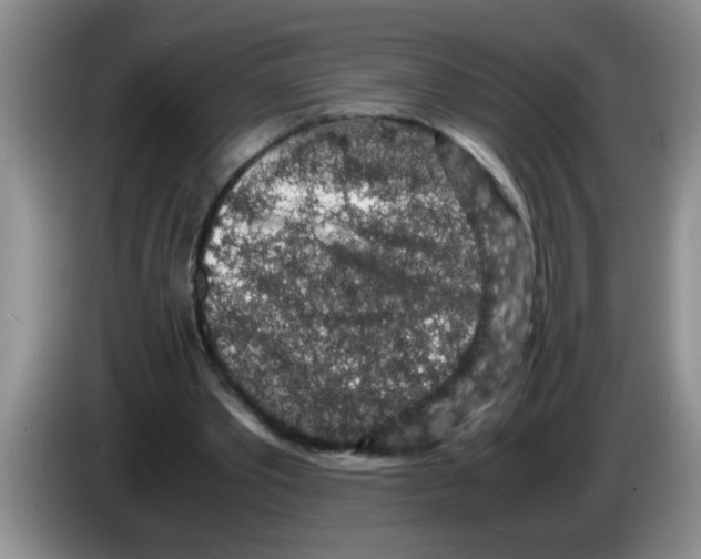 X0000083580389200703091703