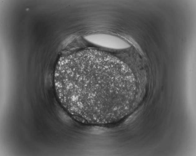 X0000083580393200703091703