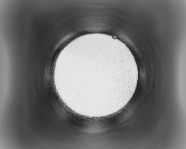 X0000083580396200703091703