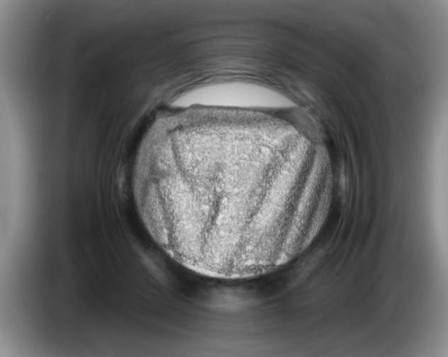 X0000083580408200703091702