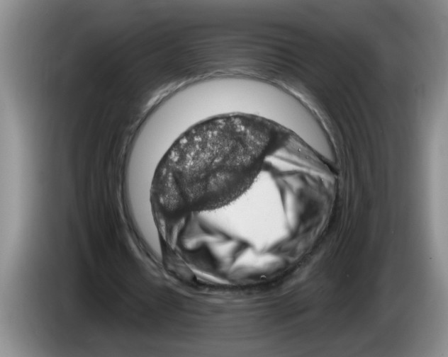 X0000083580434200703091701