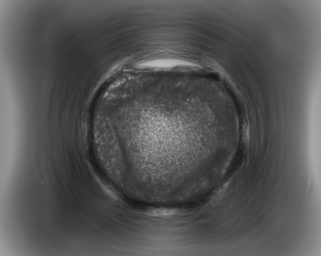 X0000083580444200703091702