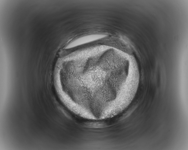 X0000083580449200703091702