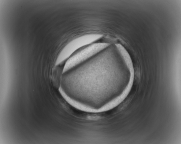 X0000083580470200703091702