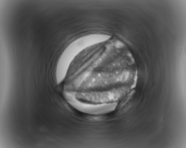 X0000083580479200703091702