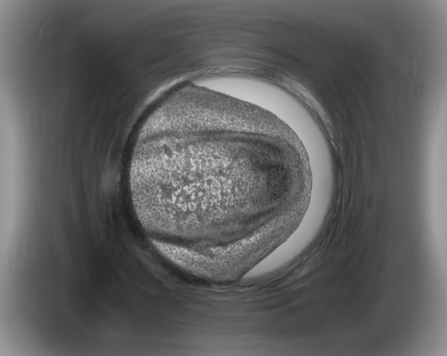 X0000083580483200703091701