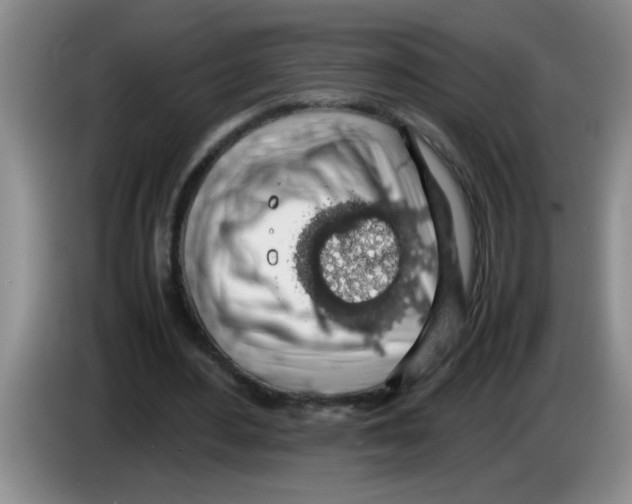X0000083580484200703091701