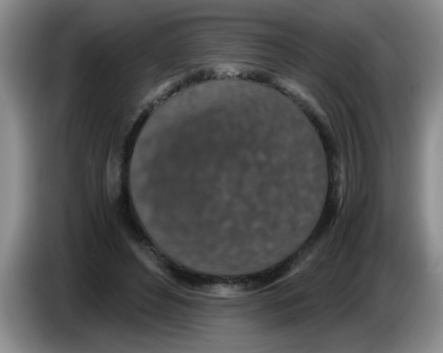 X0000083580496200703091701