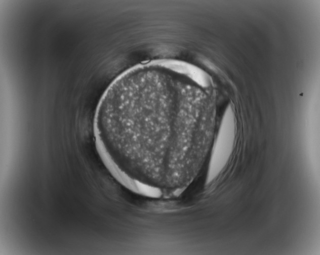 X0000083580517200703091701