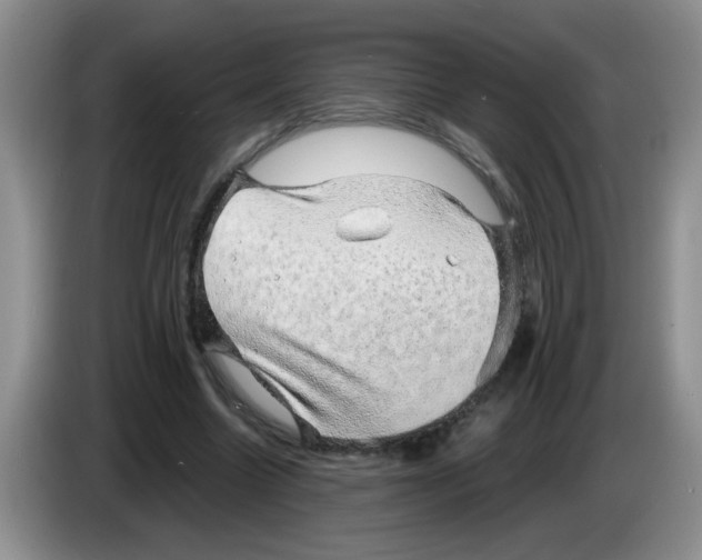 X0000083580538200703091700
