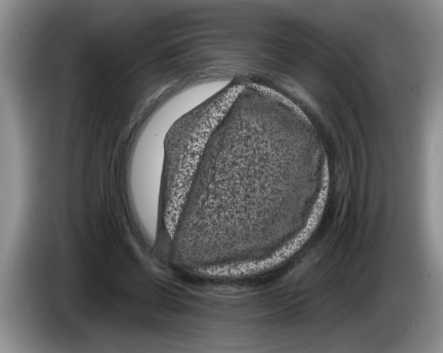 X0000083580542200703091700