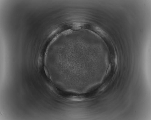 X0000083580556200703091700