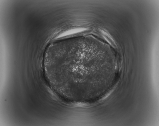 X0000083580585200703091700