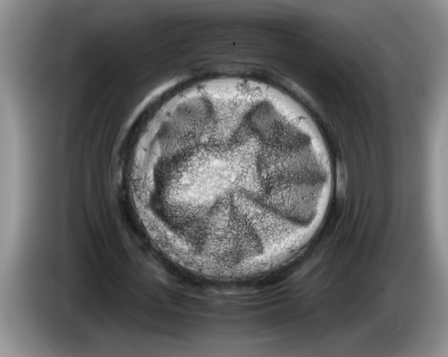 X0000083580723200703091658