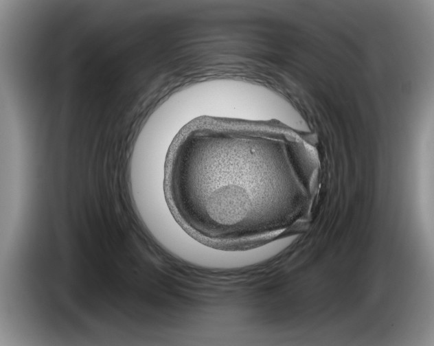 X0000083580750200703091658