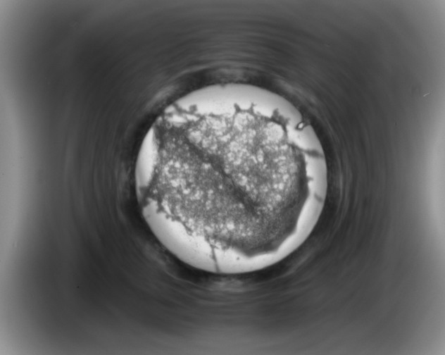 X0000083580759200703091658