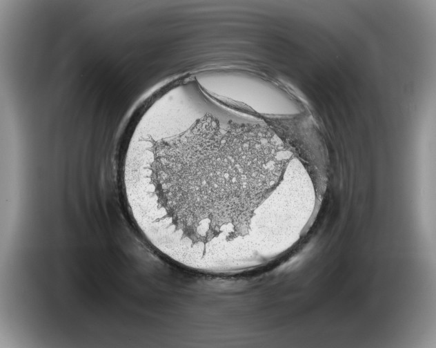 X0000083580779200703091657