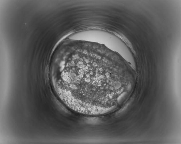 X0000083580798200703091657