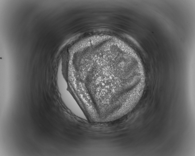 X0000083580823200703091656