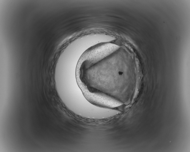 X0000083580824200703091656