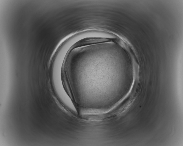 X0000083580838200703091657