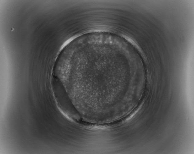 X0000083580842200703091657