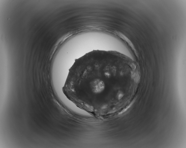 X0000083580930200703091655