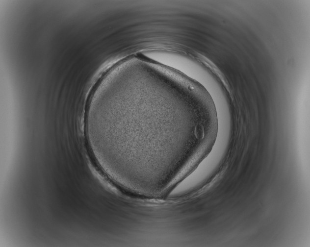 X0000083580938200703091655