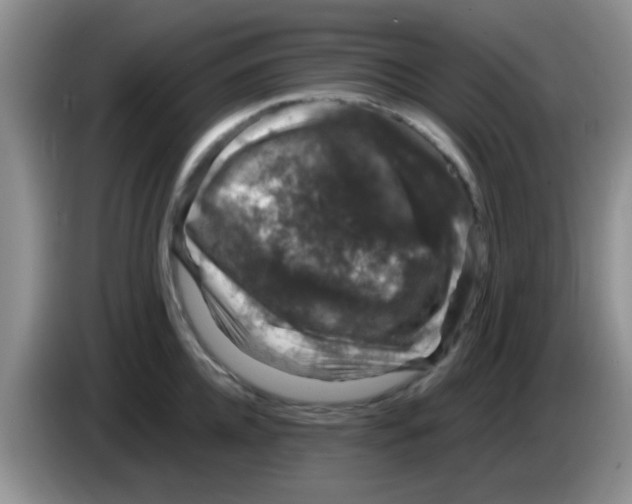X0000083580952200703091655