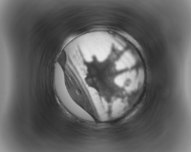 X0000083580953200703091655