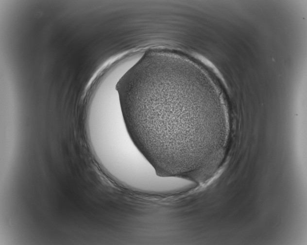 X0000083580973200703091655