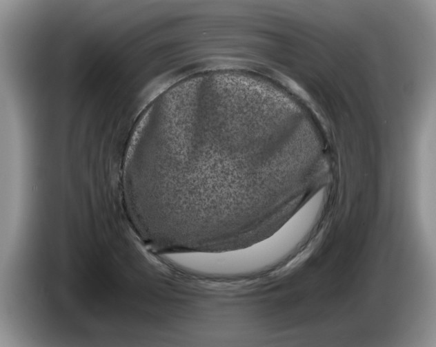 X0000083580985200703091655
