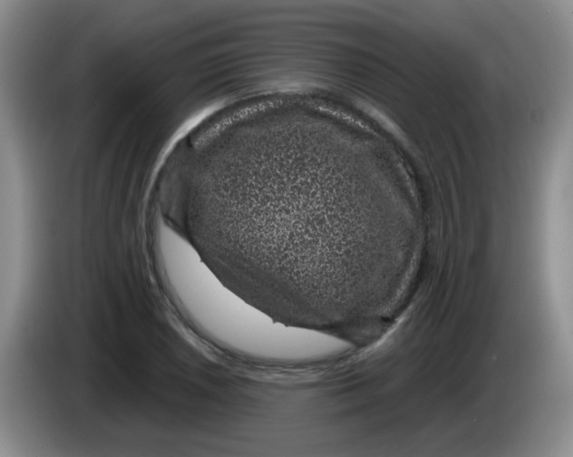 X0000083581026200703091654