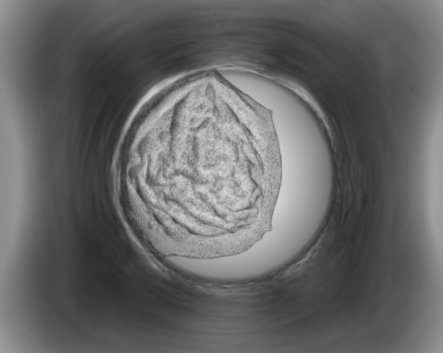 X0000083581032200703091654
