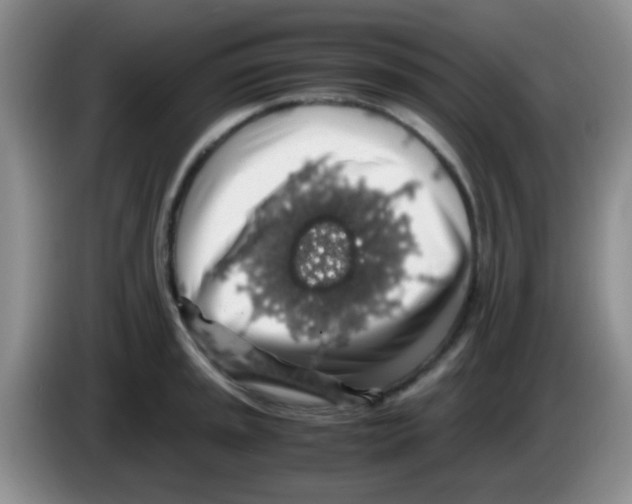X0000083581045200703091654