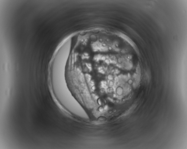 X0000083581055200703091654
